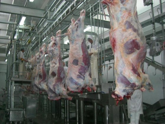 用于屠宰场设备牛/猪/羊/屠宰场机器的耐用牛胴体收集格栅