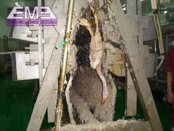 立式胴体精细脱毛机 鸡肉加工厂屠宰设备 脱毛机