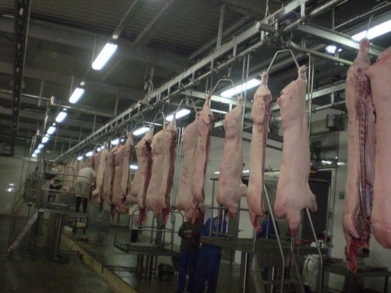 EME 工厂价屠宰场液压臂屠宰设备（带腌制机