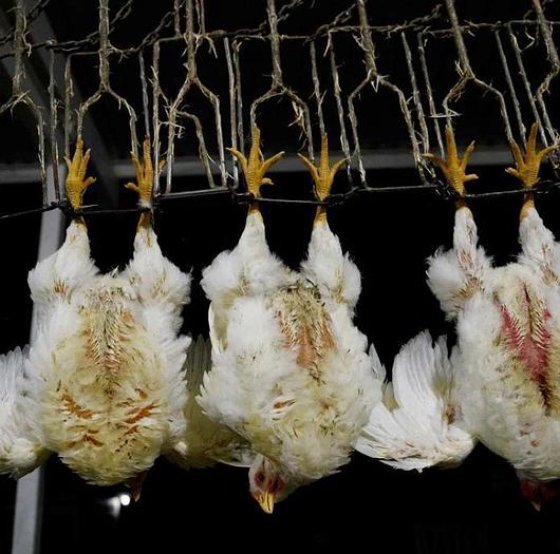 家禽屠宰肉类加工 鸡鸭胴体螺旋式冷却机 屠宰场设备出售