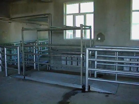 活牛体重秤 屠宰场肉类加工设备 屠宰机