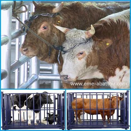 最畅销的先进伊斯兰绵羊/牛屠宰机 奶牛屠宰场移动式屠宰场设备,价格便宜
