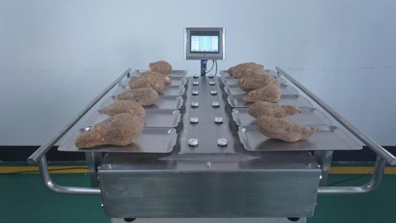 高精度芒果西红柿手动半自动组合秤，用于蔬菜水果称重