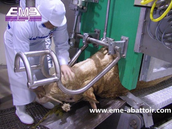 杀牛机 牛的屠宰箱和清真礼仪屠宰机 用于屠宰牛的设备