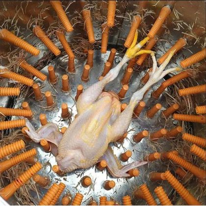 顶级质量旋转式家禽胴体剥离机 鸡肉加工厂屠宰场屠宰设备