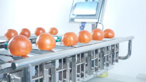 半自动组合式称重器 蓝莓草莓桃子苹果的手动喂食秤