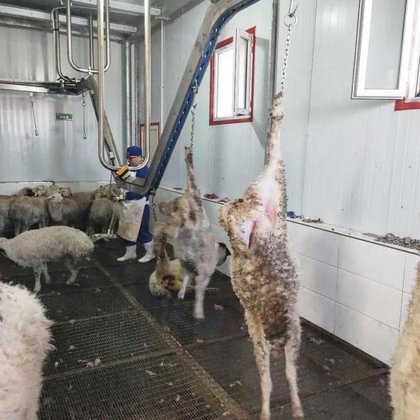 最好的山羊肉加工厂杀清真屠宰场工具屠宰机械约束输送机用于绵羊屠宰设备