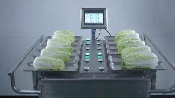 工場直接多機能 12 14 マルチヘッド手動秤量ジャガイモ タマネギ