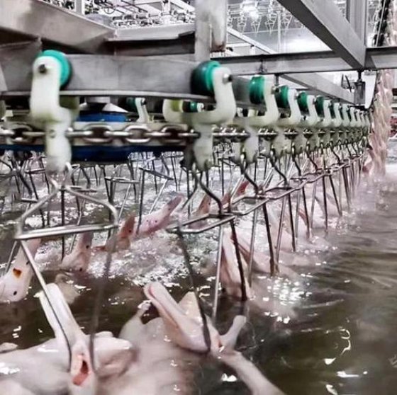 先进的多功能家禽养殖场设备 家禽屠宰加工生产线 鸡屠宰设备供批发