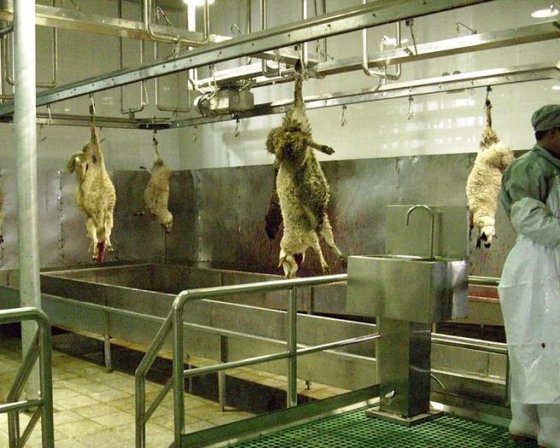 先进的活羊/羊清真屠宰箱 清真屠宰设备 屠宰场屠宰设备