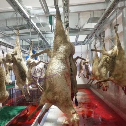 新型屠宰场设备 用于山羊屠宰的绵羊脱毛机