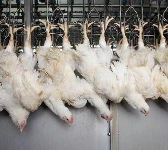 鸡屠宰设备 用于清真屠宰场家禽屠宰的鸡屠宰自动生产线