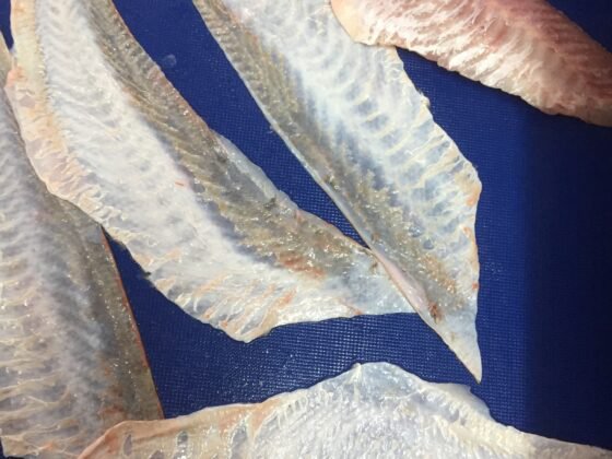 STEEN ST600V 自动去皮机--长