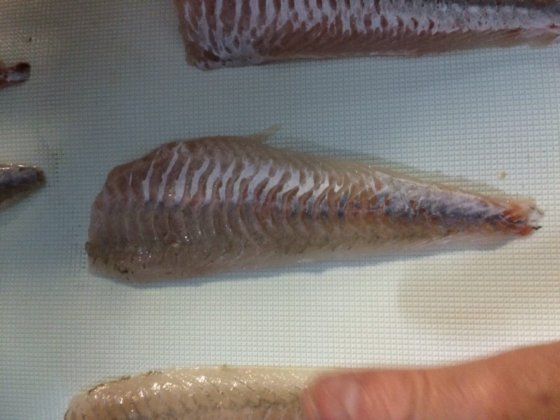 STEEN ST700V 自动（深）去皮机 --长