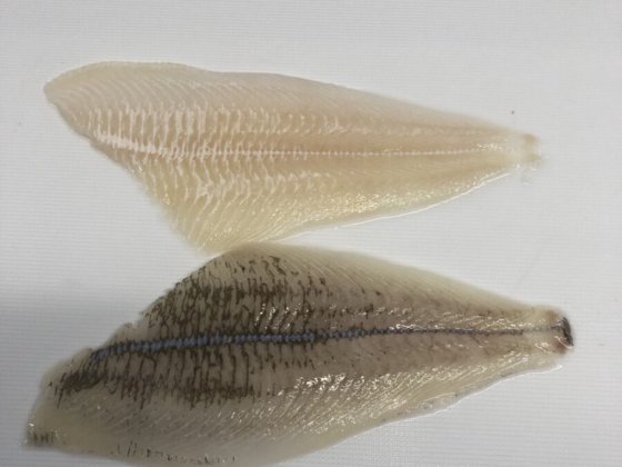 STEEN ST600VR 自动去皮机&去边机