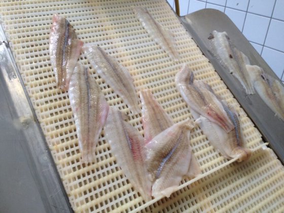 STEEN ST600VR 自动去皮机&去边机