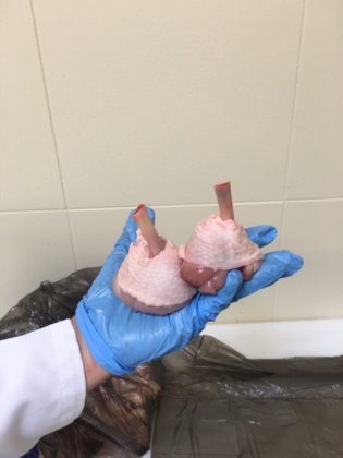 STEEN ST820 郁金香式处理机機