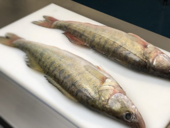 STEEN ST521 去鳞机