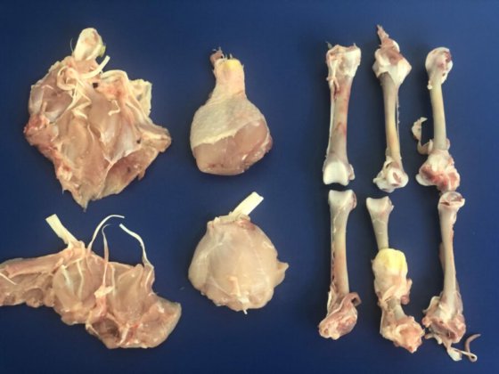 STEEN ST840 剔骨和郁金香式处理机