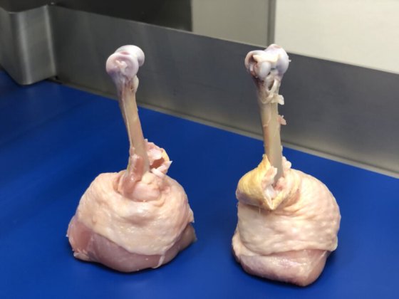 STEEN ST840 剔骨和郁金香式处理机