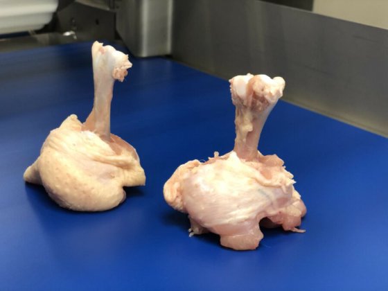 STEEN ST840 剔骨和郁金香式处理机