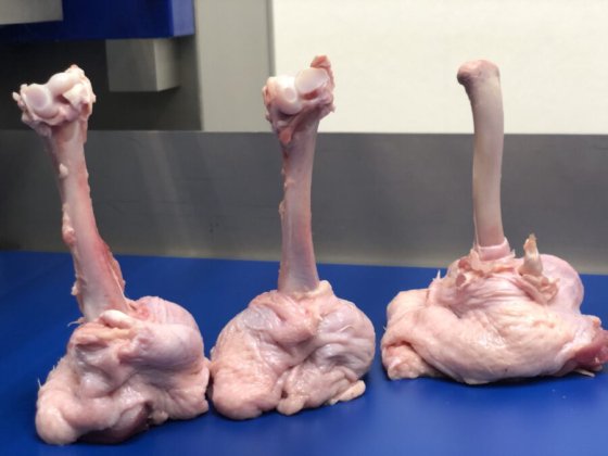 STEEN ST840 剔骨和郁金香式处理机