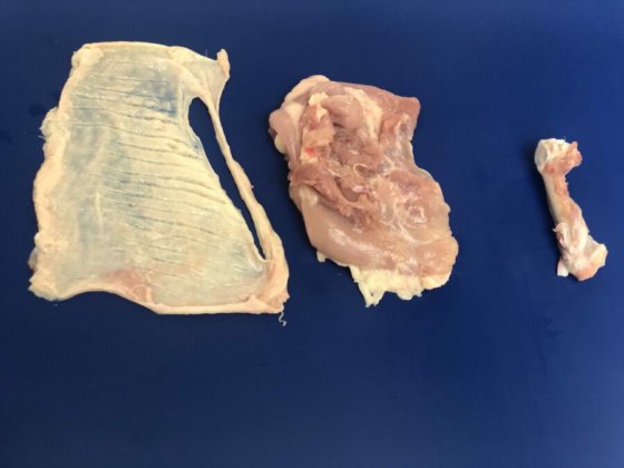 STEEN ST840 剔骨和郁金香式处理机