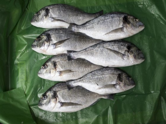 STEEN ST540 鳍 尾和鱼头切割