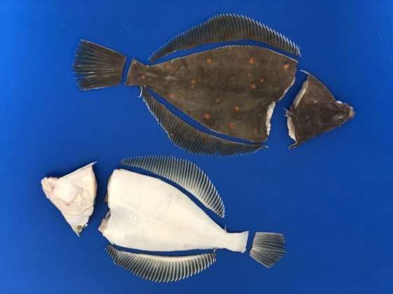 STEEN ST540 鳍 尾和鱼头切割