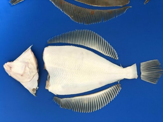 STEEN ST540 鳍 尾和鱼头切割