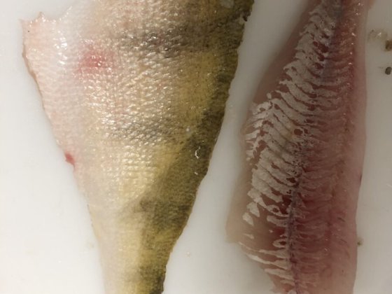 STEEN ST111V 台式去皮机