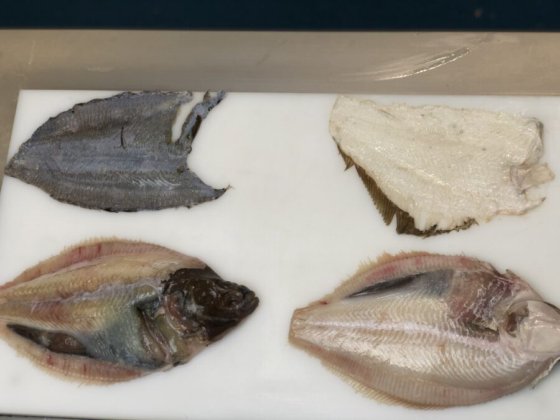 STEEN ST111V 台式去皮机