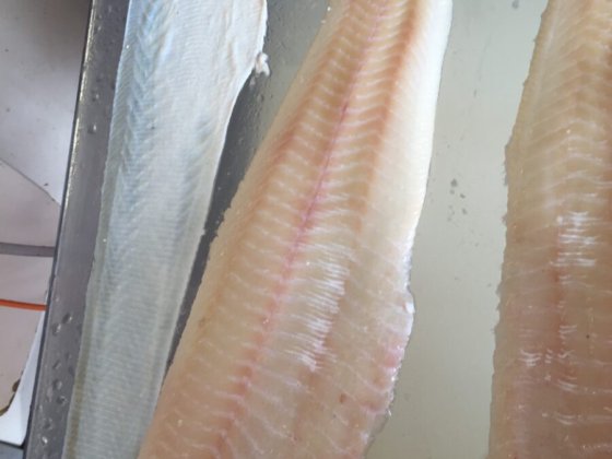 STEEN ST700V10 自动(深)去皮机 -- 短