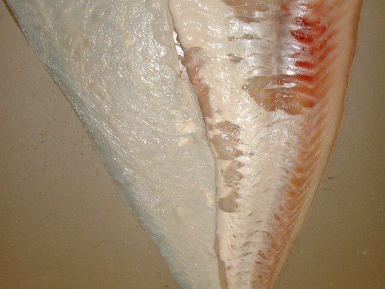 STEEN ST700V10 自动(深)去皮机 -- 短