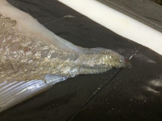 STEEN ST700V10 自动(深)去皮机 -- 短