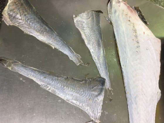 STEEN ST700V10 自动(深)去皮机 -- 短