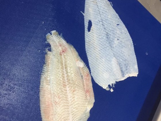 STEEN ST600V10 自动去皮机-- 短