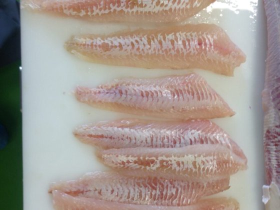 STEEN ST600V10 自动去皮机-- 短