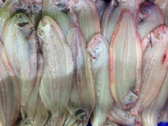 STEEN ST600V10 自动去皮机-- 短