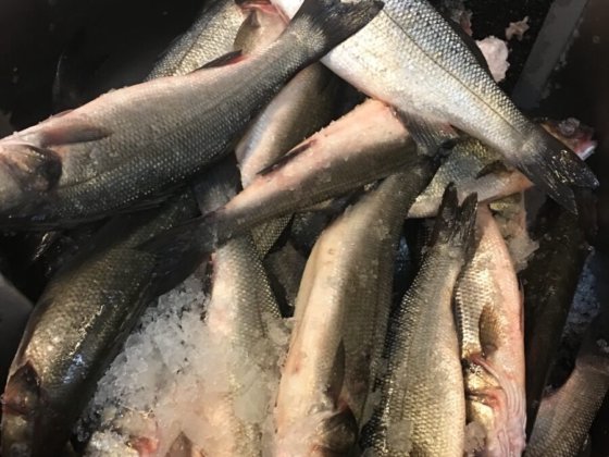 STEEN ST521 SAM 半自动去鳞机