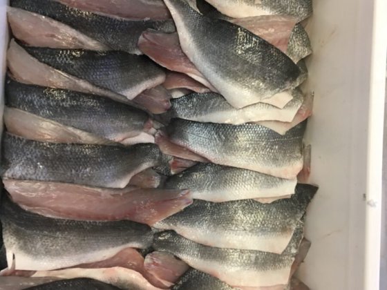 STEEN ST521 SAM 半自动去鳞机