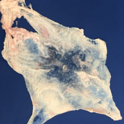 STEEN ST650 整胸去皮机