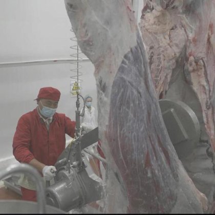 用于牛羊屠宰场的半胴体分割锯 设备 制造厂和农场用钢材