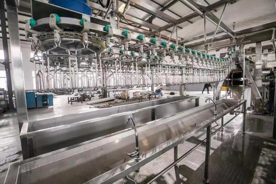 精彩购物 家禽横式胴体脱毛机 用于家禽屠宰线的鸡屠宰设备