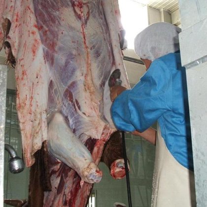 最优惠价格 牛屠宰场屠牛设备剥皮刀