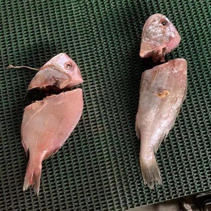 Automatic Fish Head Cutting Cutter