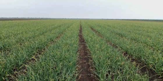 Automatic planter for onions and