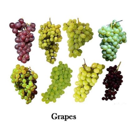 优质鱼片组合式 16 头称重器 手动皮带配重称重器