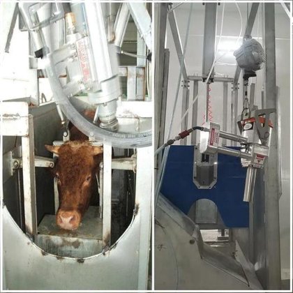 用于屠宰场屠宰和肉类加工设备的牛屠宰场设备