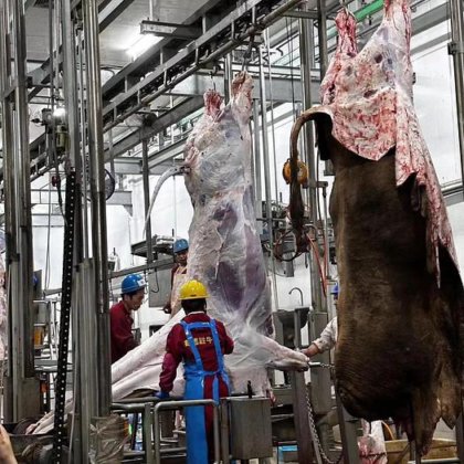 牛肉切割机的自动和手动奶牛屠宰机械